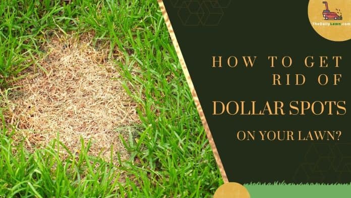 Dollar Spots on the Lawn