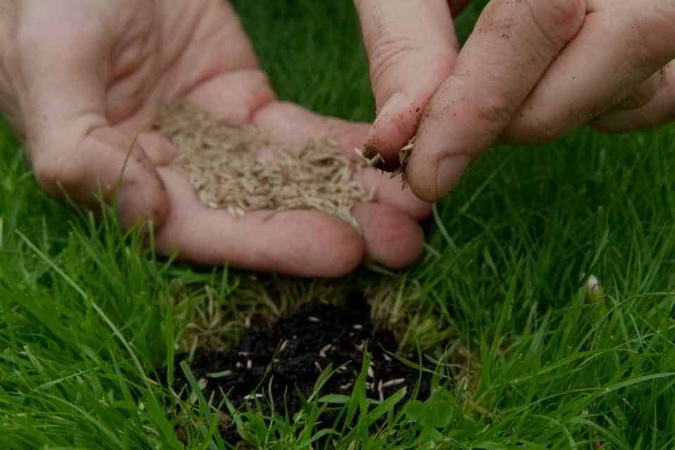 Overseed your Lawn
