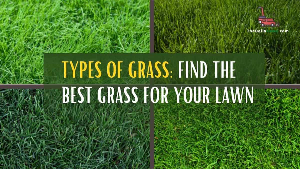 Types of Grass Find the Best Types for Your Lawn