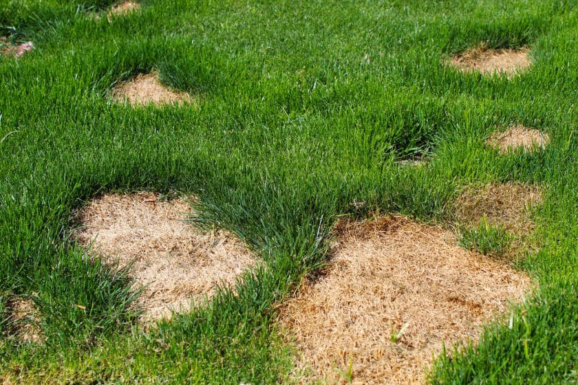 Prevent Frequent Attack of Dry Patches on the lawn