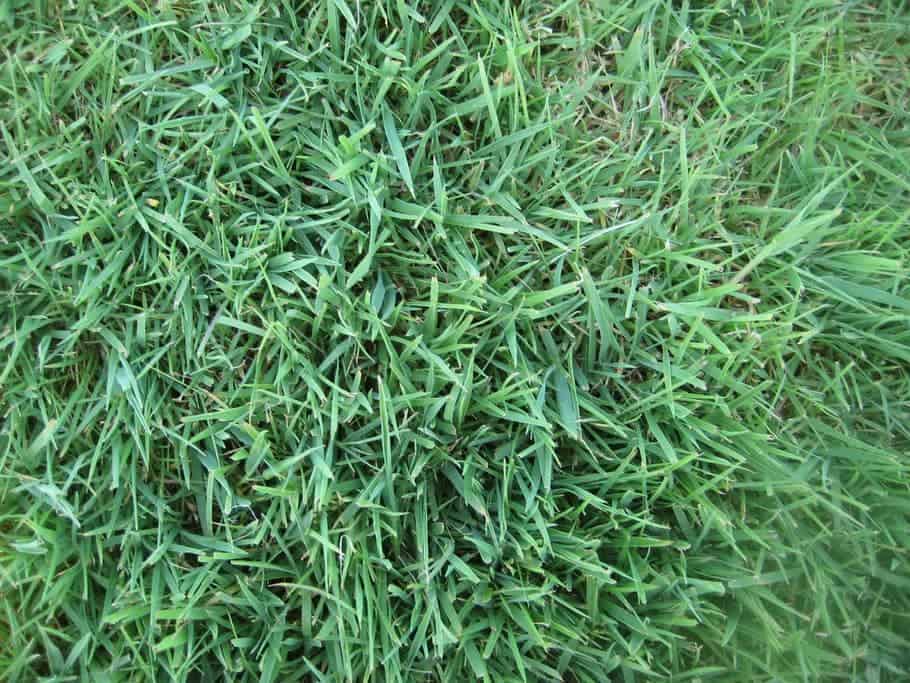 Bentgrass, types of grass