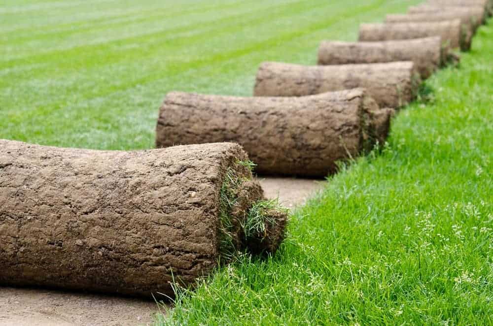 laying turf, revive a dead lawn