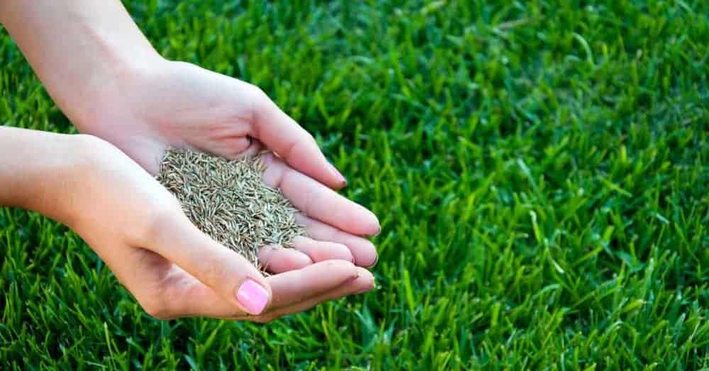 Best Time for Cold Weather Grass Seeds