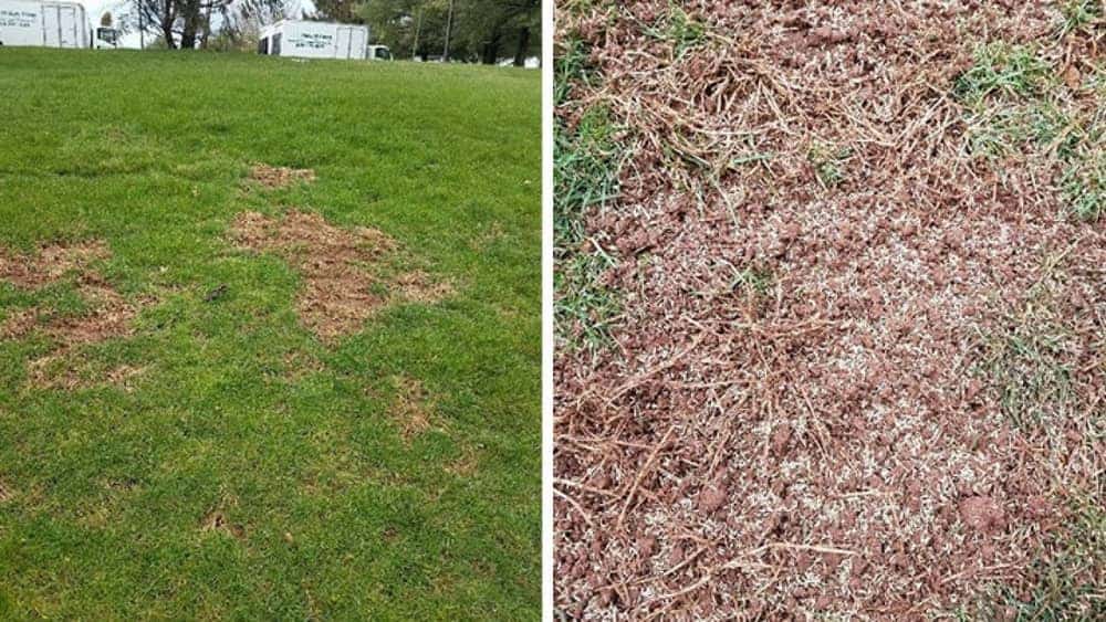 disease, grass seed vs turf