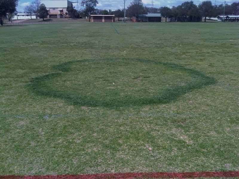 cause of fairy rings on the lawn