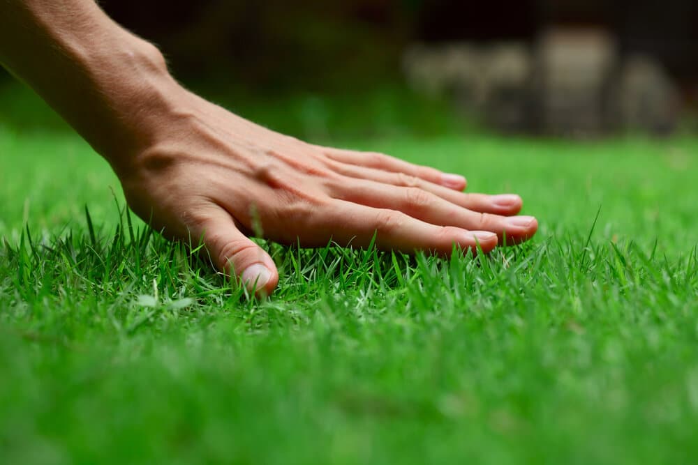 keep the grass shorter, lawn mowing tips