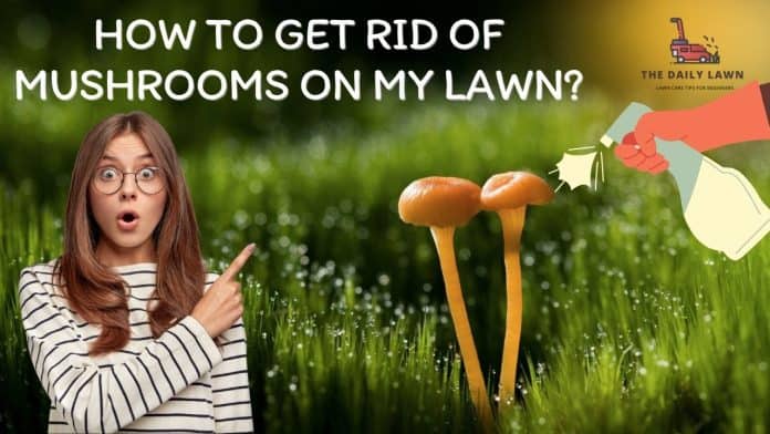 how to Get rid of mushrooms on my lawn