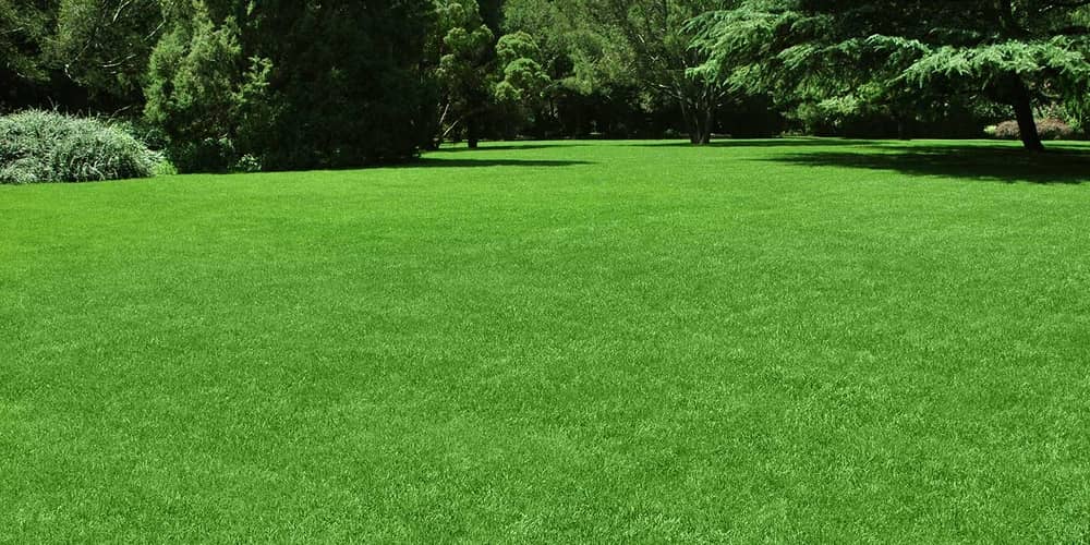 lawn, Grass seed vs turf