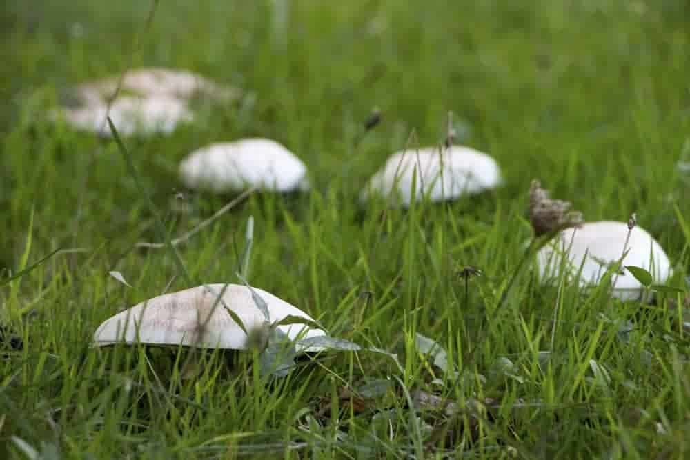 Get Rid of Mushrooms on the Lawn