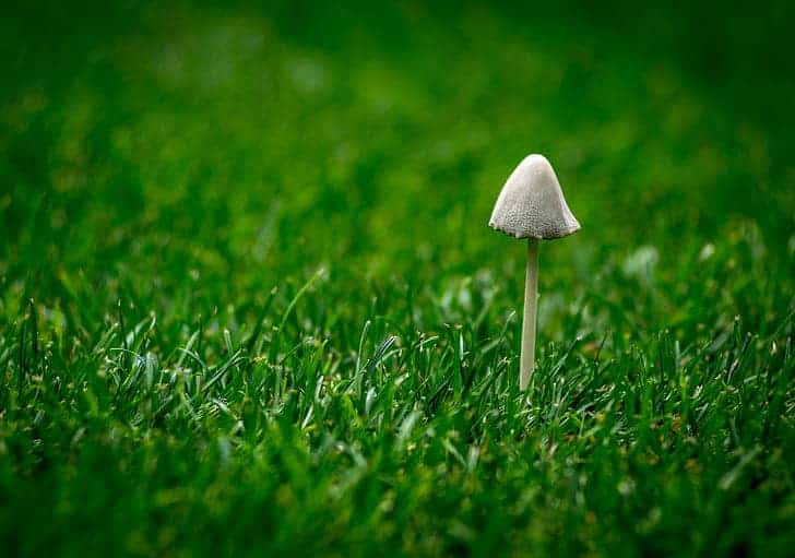 Prevent Mushrooms in My Lawn