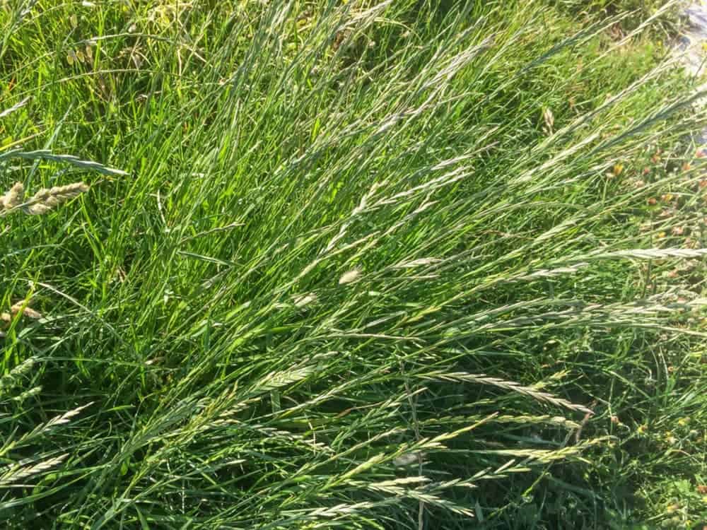 Ryegrass, types of grass