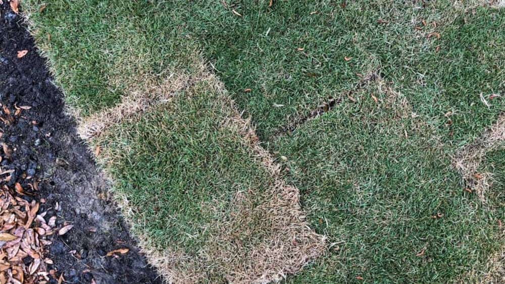 Symptoms of Dry Patches on the Lawn