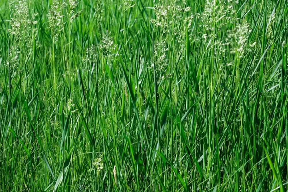 Tall Fescue, types of grass