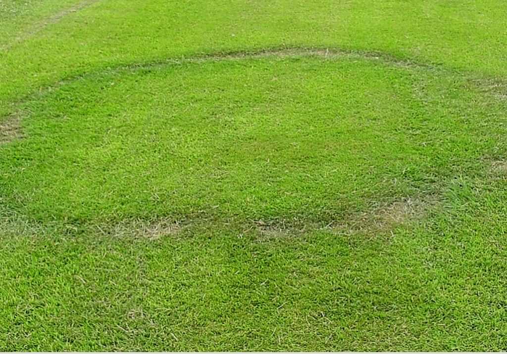 type 1 fairy rings on the lawn