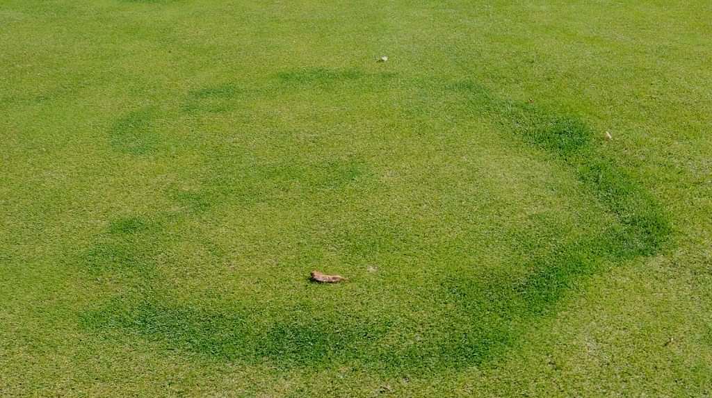 type 2 fairy rings on the lawn