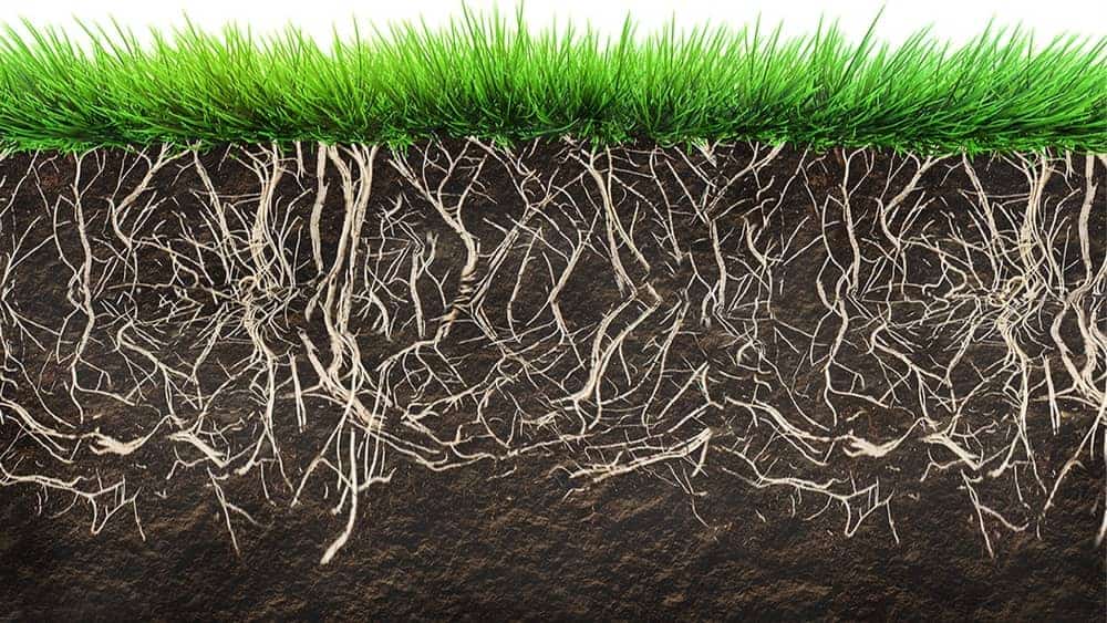 Types of lawn soil