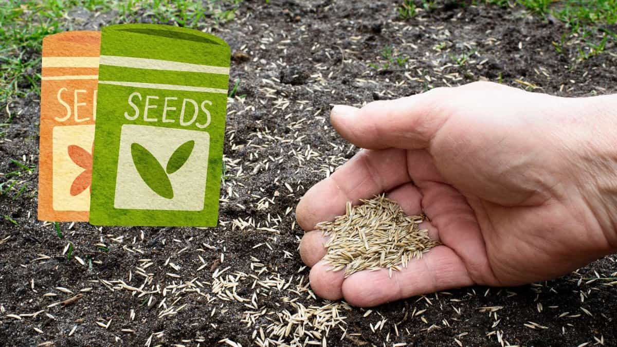 Buy Sufficient Seeds for Your Lawn