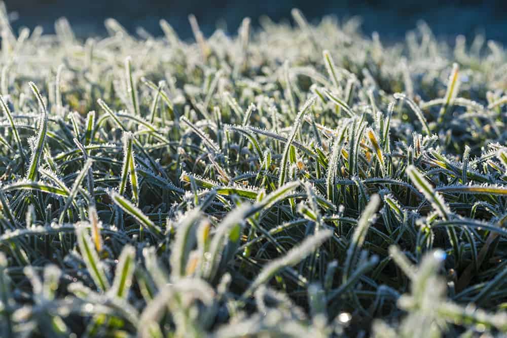 Cold Weather Grass Seeds