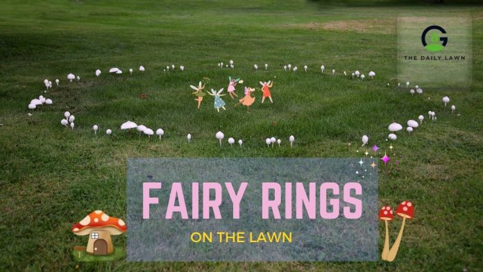 Fairy Rings on the Lawn