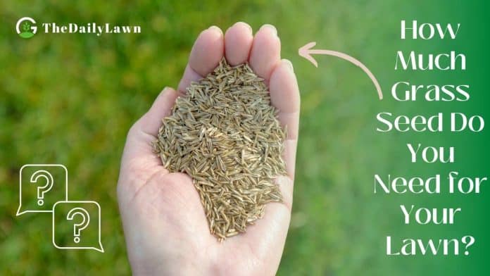 How to Calculate Grass Seed for Your Lawn
