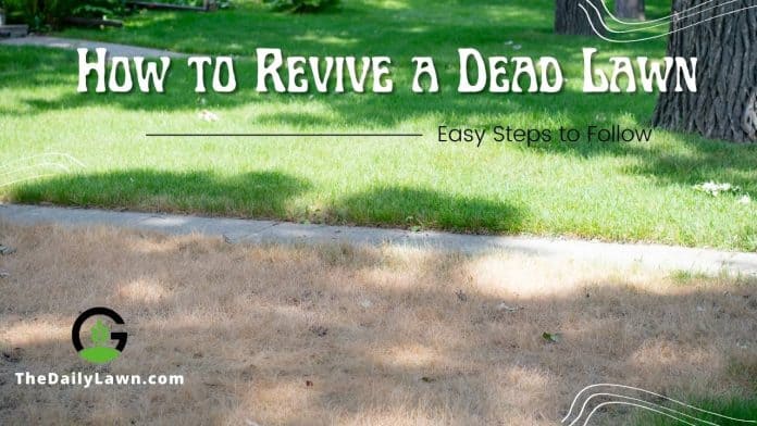 How to Revive a Dead Lawn