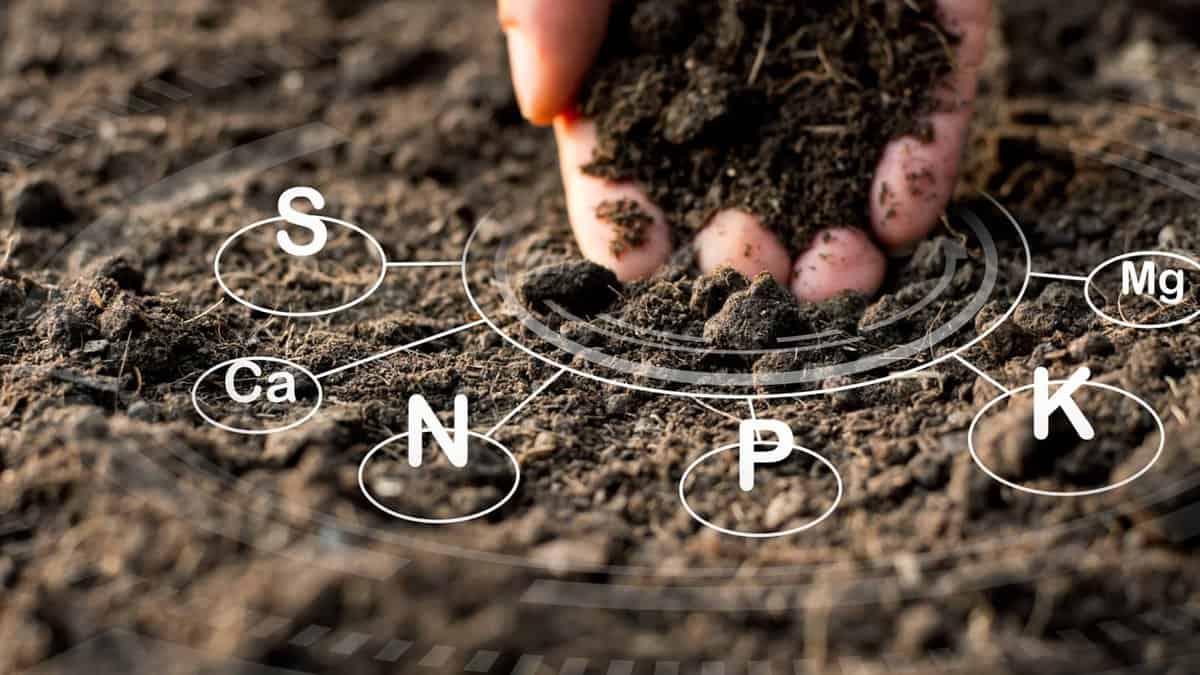 Reasons You Should Try the Soil Test