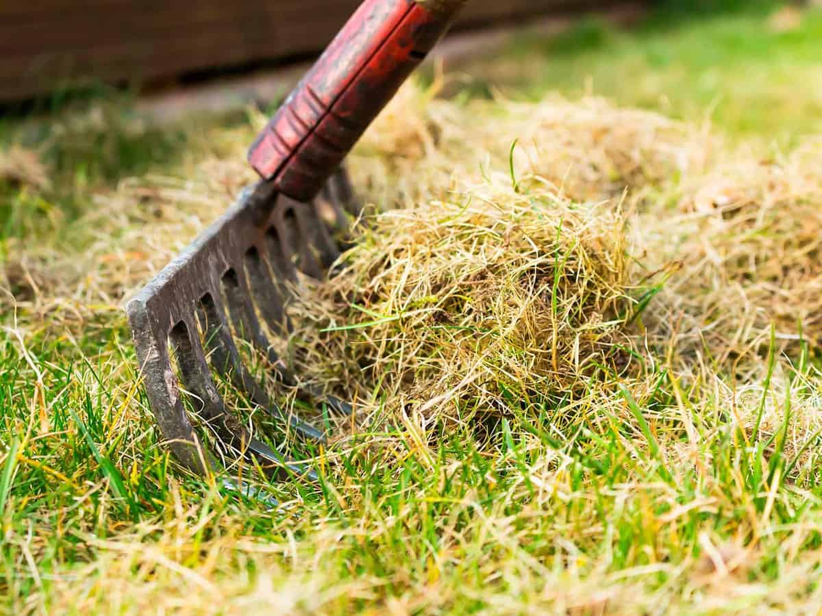 Remove Thatch, spring lawn care tips