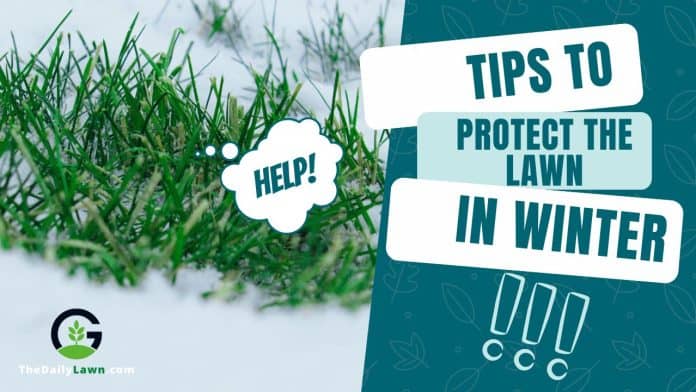 Tips To Protect the Lawn in Winter