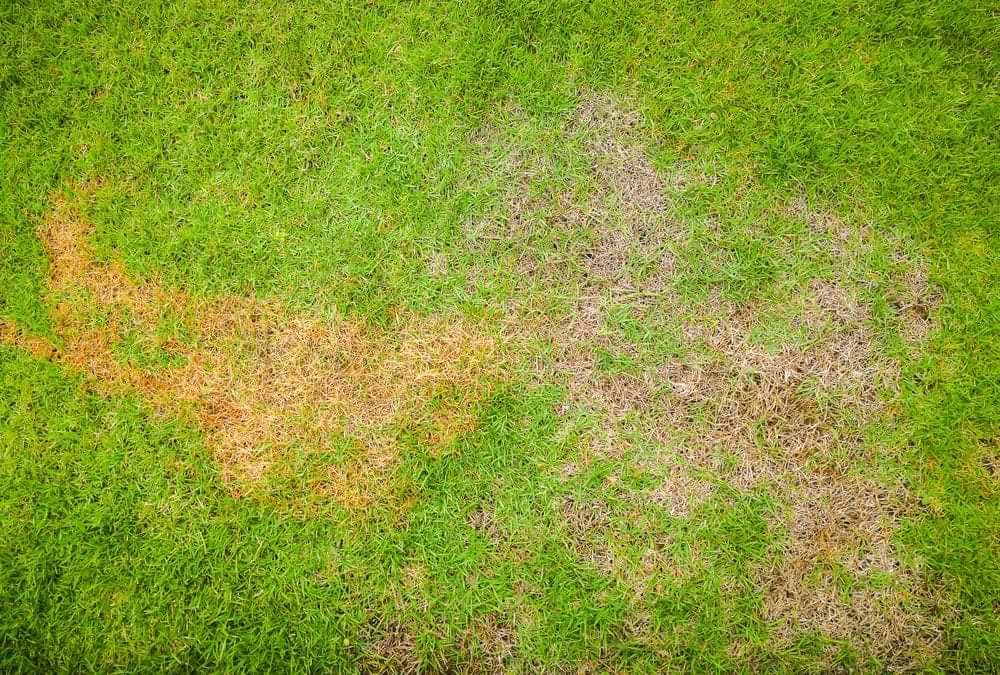 Treat Rust Disease Affected Grasses