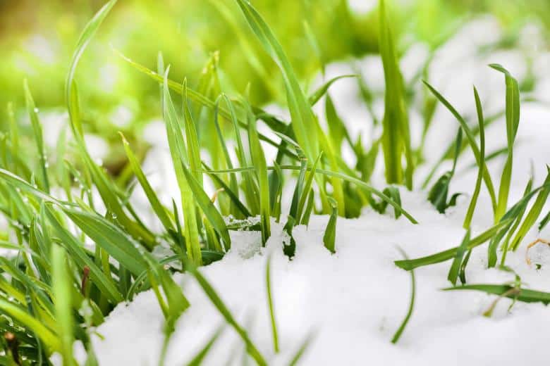 Do You Need to Fertilize Your Lawn in Winter