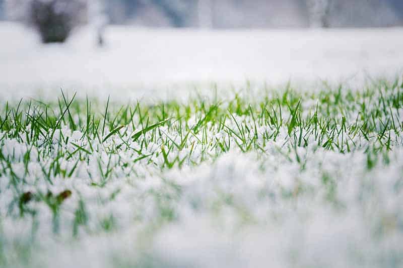 protect the lawn in winter