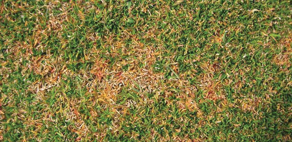 anthracnose on the lawn