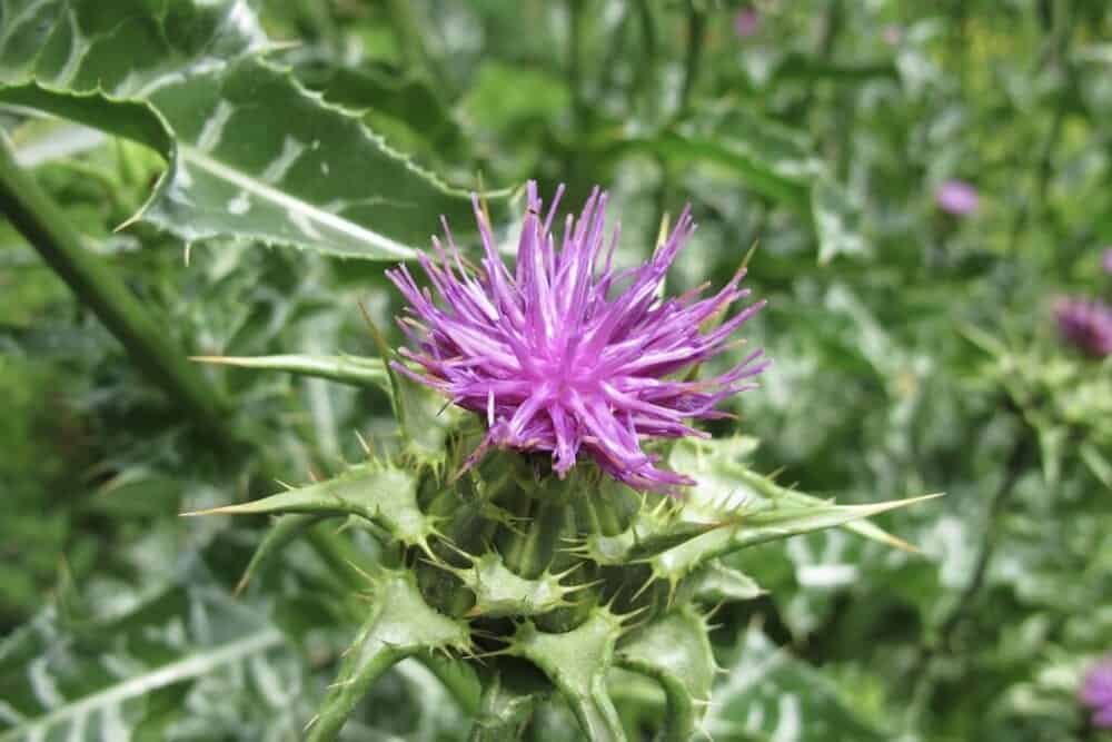 Bull Thistle, most common lawn weeds