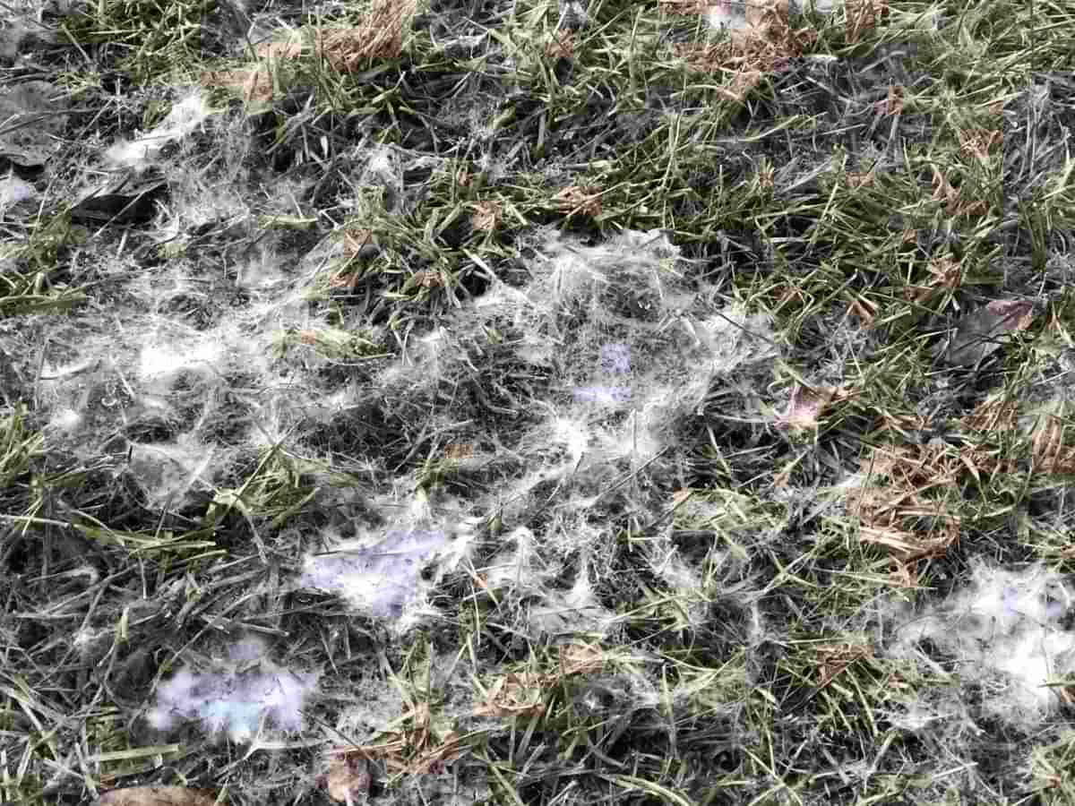Causes of Snow Mold on the lawn