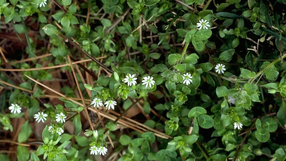Chickweed, most common lawn weeds