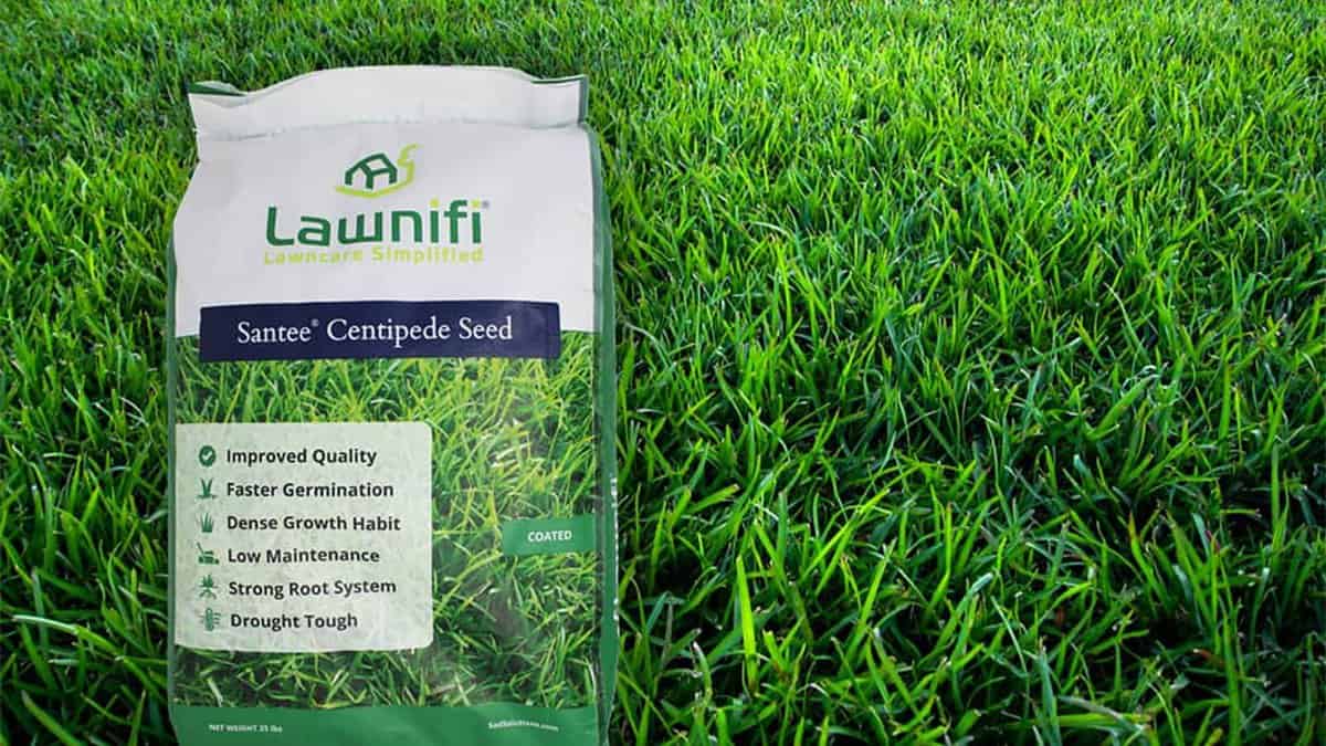 Choosing the Right Seeds for the Lawn