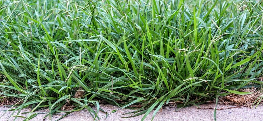 Crabgrass, most common lawn weeds