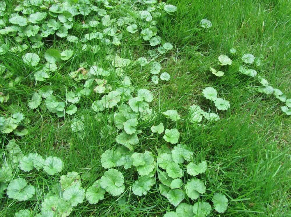 Creeping Charlie, most common lawn weeds