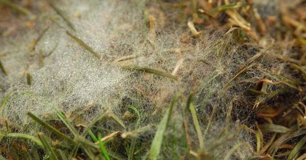 Getting Rid of Pythium Blight from the Lawn