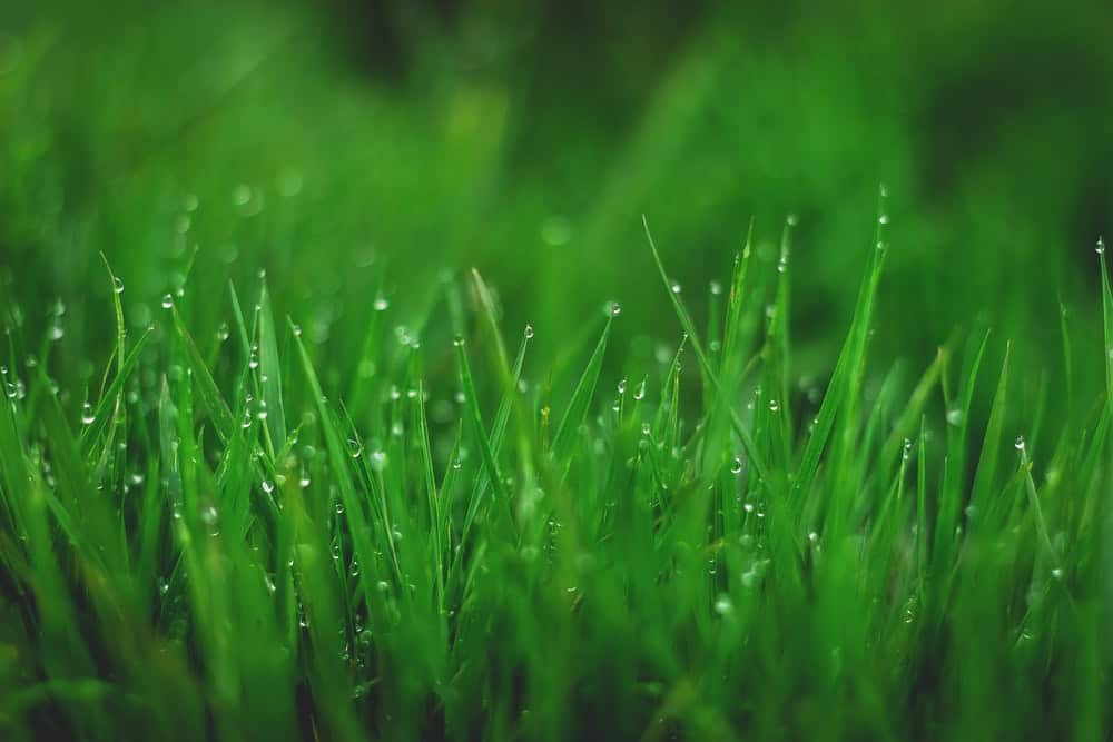 Keep the Grass Longer, summer lawn care tips