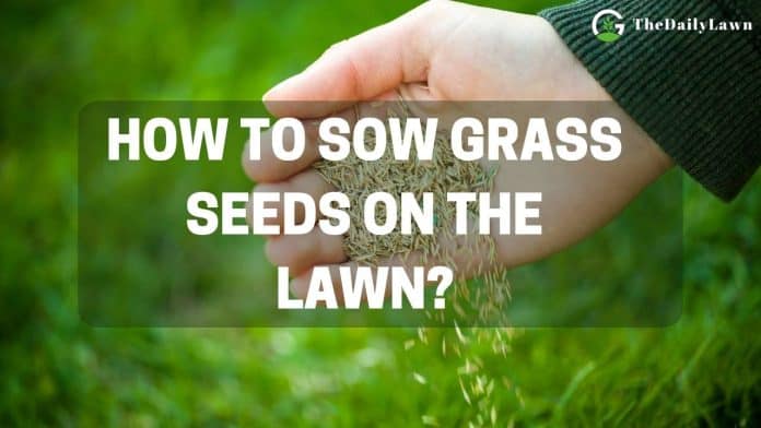 How to Sow Grass Seeds on the Lawn