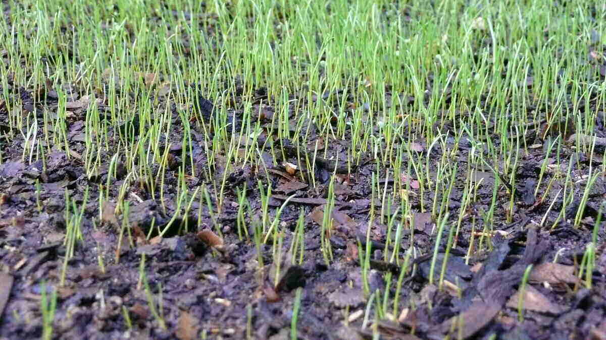 How to Sow Grass Seeds on the Lawn