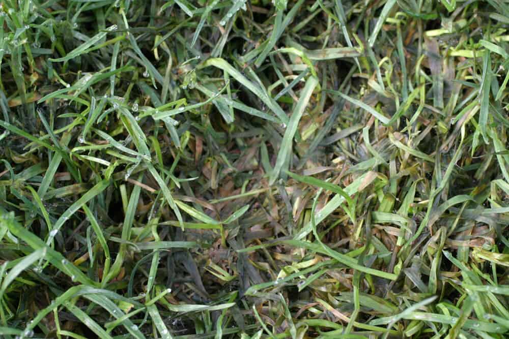 Identify Pythium Blight on the Lawn Grass