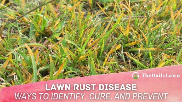 Lawn Rust Disease