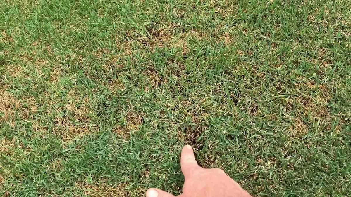 How to Get Rid of Anthracnose on the Lawn