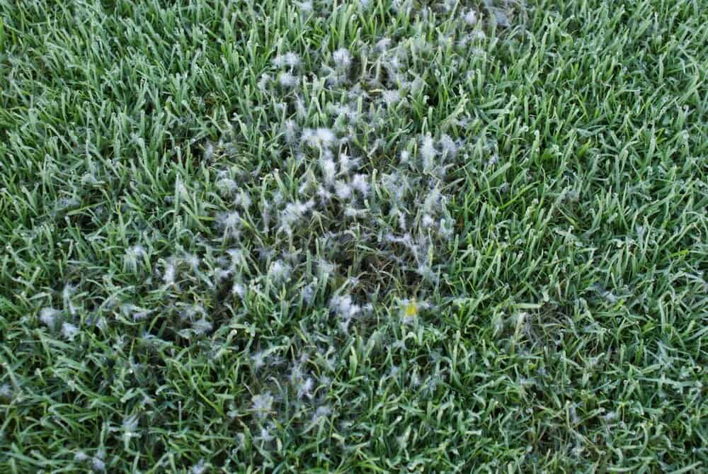 What is Pythium Blight?