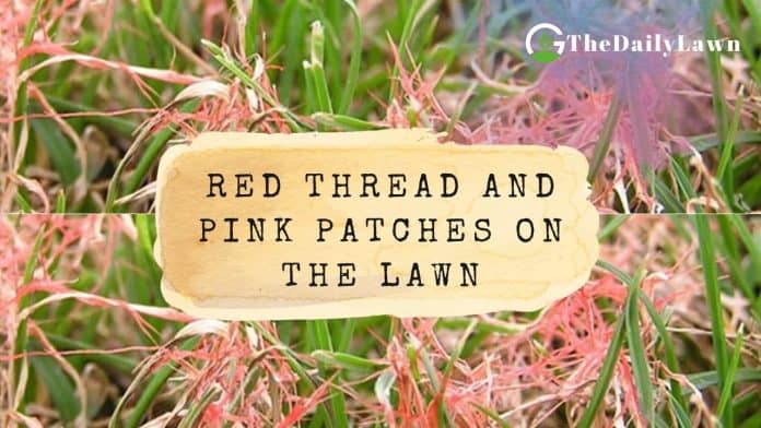 Red Thread and Pink Patches on the Lawn