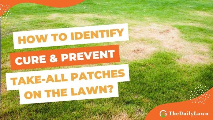 Take-all Patches on the Lawn
