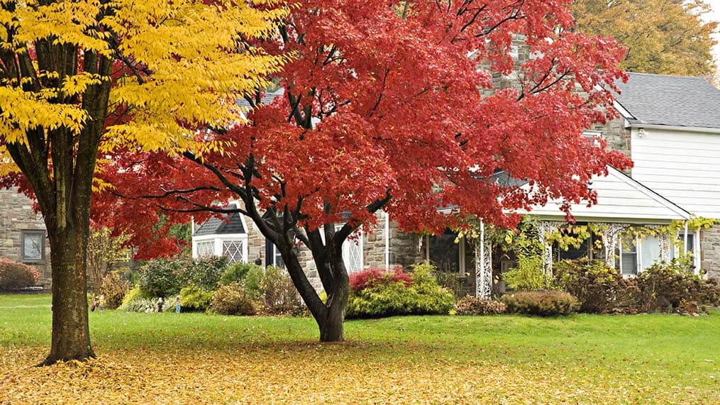 Why Is It Important to Fertilize the Lawn in Fall