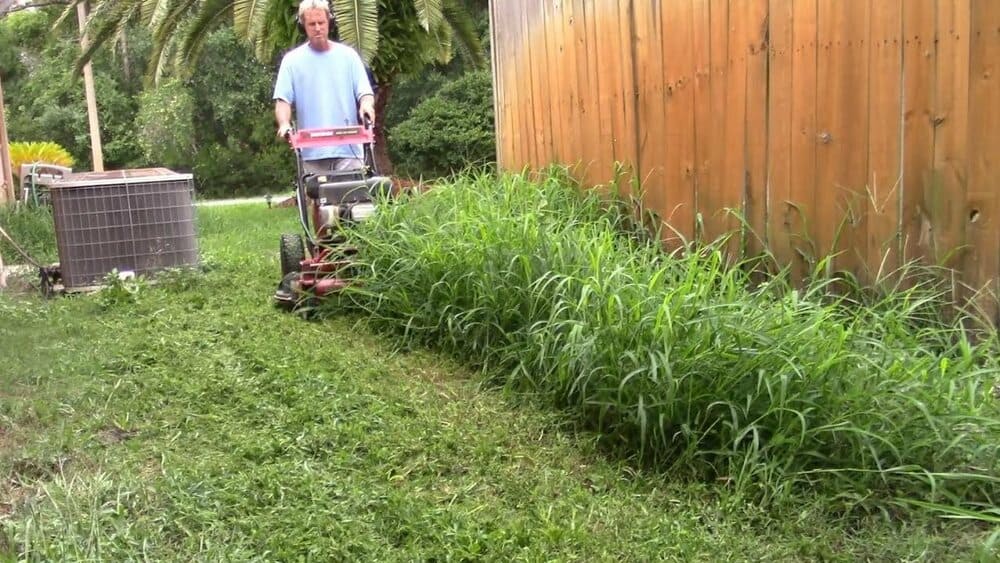 lawn care mistakes